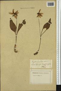 Erythronium dens-canis L., Western Europe (EUR) (Switzerland)