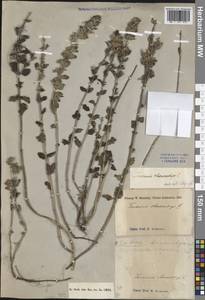 Teucrium chamaedrys L., South Asia, South Asia (Asia outside ex-Soviet states and Mongolia) (ASIA) (Turkey)