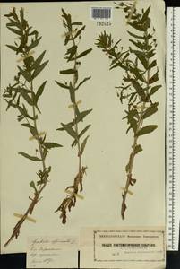 Gratiola officinalis L., Eastern Europe, Moscow region (E4a) (Russia)