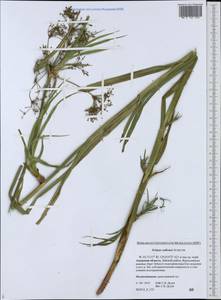 Scirpus radicans Schkuhr, Siberia, Russian Far East (S6) (Russia)