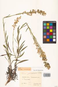 Silene jeniseensis Willd., Siberia, Russian Far East (S6) (Russia)