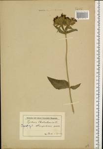 Silene chalcedonica (L.) E. H. L. Krause, Eastern Europe, Middle Volga region (E8) (Russia)