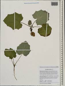 Tussilago farfara L., Eastern Europe, Northern region (E1) (Russia)