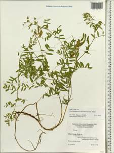 Vicia olchonensis (Peschkova) O.D.Nikif., Siberia, Baikal & Transbaikal region (S4) (Russia)