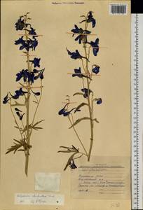 Delphinium cheilanthum Fisch. ex DC., Siberia, Baikal & Transbaikal region (S4) (Russia)