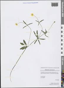 Ranunculus auricomus L., Eastern Europe, Eastern region (E10) (Russia)