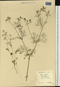 Coriandrum sativum L., Eastern Europe, Central forest region (E5) (Russia)
