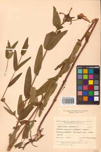 Hypericum ascyron L., Siberia, Russian Far East (S6) (Russia)