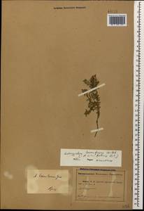 Astragalus laxmannii subsp. viciifolius (S. L. Welsh) D. Podlech, Caucasus, Abkhazia (K4a) (Abkhazia)