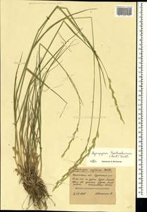 Thinopyrum intermedium subsp. intermedium, Crimea (KRYM) (Russia)