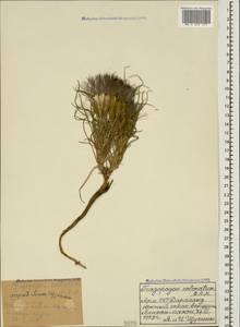 Tragopogon coloratus C. A. Mey., Caucasus, Armenia (K5) (Armenia)