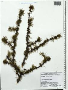 Larix gmelinii var. gmelinii, Siberia, Central Siberia (S3) (Russia)