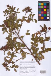 Rosa balsamica Besser, Eastern Europe, Rostov Oblast (E12a) (Russia)