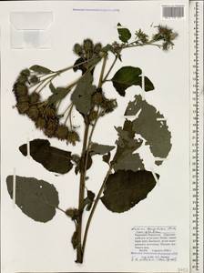 Arctium nemorosum Lej., Caucasus, Stavropol Krai, Karachay-Cherkessia & Kabardino-Balkaria (K1b) (Russia)