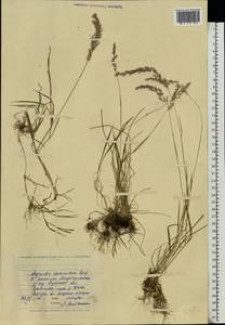 Agrostis stolonifera L., Eastern Europe, North Ukrainian region (E11) (Ukraine)