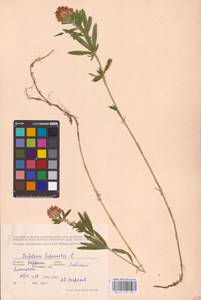 Trifolium lupinaster L., Eastern Europe, Central forest-and-steppe region (E6) (Russia)