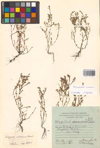 Polygonum sabulosum Vorosch., Siberia, Russian Far East (S6) (Russia)