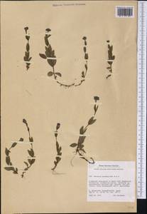 Veronica wormskjoldii Roem. & Schult., America (AMER) (Greenland)