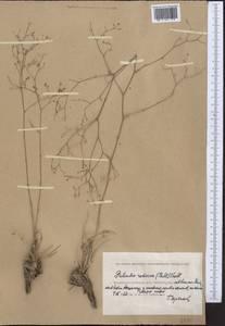 Palimbia rediviva (Pall.) Thell., Middle Asia, Caspian Ustyurt & Northern Aralia (M8) (Kazakhstan)