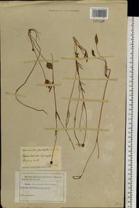 Ranunculus pulchellus C. A. Mey., Siberia, Baikal & Transbaikal region (S4) (Russia)