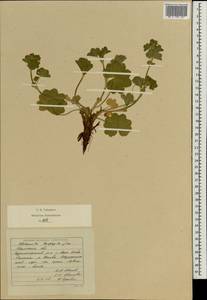 Alchemilla leiophylla Juz., Eastern Europe, Eastern region (E10) (Russia)