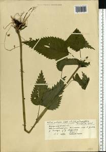 Urtica dioica L., Eastern Europe, South Ukrainian region (E12) (Ukraine)