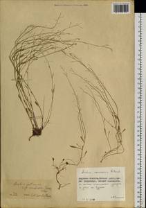 Arabidopsis lyrata subsp. petraea (L.) O'Kane & Al-Shehbaz, Siberia, Russian Far East (S6) (Russia)