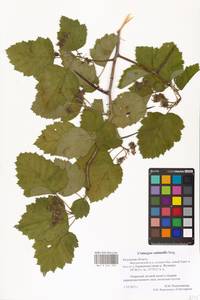 Crataegus submollis Sarg., Eastern Europe, Central region (E4) (Russia)