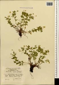 Potentilla erecta (L.) Raeusch., Caucasus, South Ossetia (K4b) (South Ossetia)