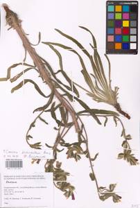 MHA 0 153 634, Onosma dichroanthum Boiss., Eastern Europe, Lower Volga region (E9) (Russia)