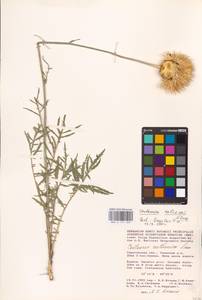 Rhaponticoides taliewii (Kleopow) M. V. Agab. & Greuter, Eastern Europe, Lower Volga region (E9) (Russia)