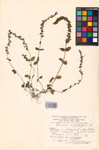 MHA 0 160 748, Veronica serpyllifolia L., Eastern Europe, West Ukrainian region (E13) (Ukraine)
