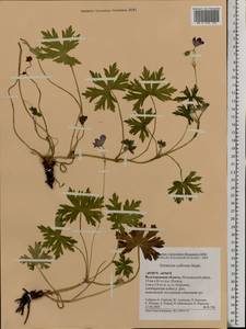Geranium collinum Stephan ex Willd., Eastern Europe, Lower Volga region (E9) (Russia)