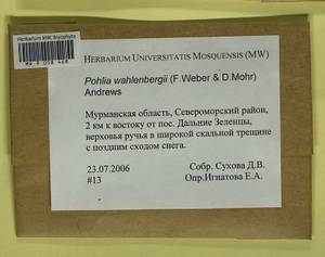 Pohlia wahlenbergii (F. Weber & D. Mohr) A.L. Andrews, Bryophytes, Bryophytes - Karelia, Leningrad & Murmansk Oblasts (B4) (Russia)