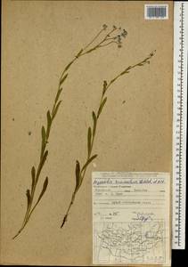 Myosotis imitata Serg., Mongolia (MONG) (Mongolia)