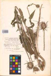 Dipsacus laciniatus L., Eastern Europe, West Ukrainian region (E13) (Ukraine)