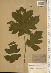 Heracleum sphondylium subsp. sibiricum (L.) Simonk., Eastern Europe, Central forest-and-steppe region (E6) (Russia)