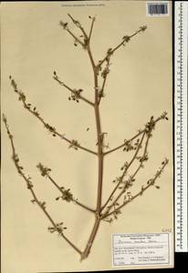 Ferula aucheri (Boiss.) Piwczyñski, Spalik, M.Panahi & Puchałka, South Asia, South Asia (Asia outside ex-Soviet states and Mongolia) (ASIA) (Iran)