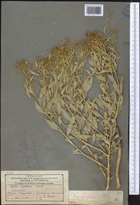 Haplophyllum acutifolium (DC.) G. Don, Middle Asia, Northern & Central Tian Shan (M4) (Kazakhstan)