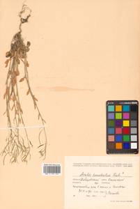 Arabidopsis lyrata subsp. kamchatica (Fisch. ex DC.) O'Kane & Al-Shehbaz, Siberia, Russian Far East (S6) (Russia)