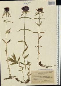 Dianthus barbatus subsp. compactus (Kit.) Heuff., Eastern Europe, West Ukrainian region (E13) (Ukraine)