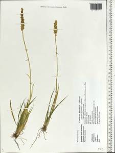 Tofieldia calyculata (L.) Wahlenb., Eastern Europe, Western region (E3) (Russia)