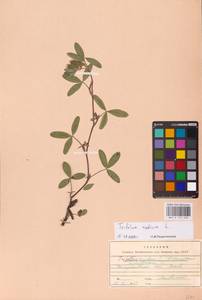 Trifolium medium L., Eastern Europe, West Ukrainian region (E13) (Ukraine)