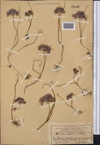 Allium oreophilum C.A.Mey., Middle Asia, Western Tian Shan & Karatau (M3) (Kazakhstan)