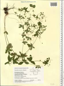 Potentilla erecta (L.) Raeusch., Eastern Europe, Central region (E4) (Russia)