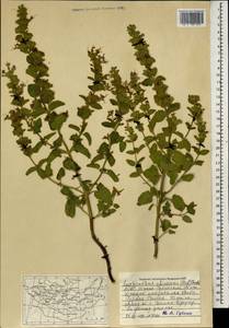 Nepeta lophanthus (L.) Fisch. ex Loew, Mongolia (MONG) (Mongolia)