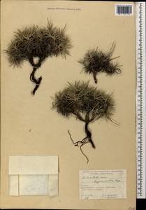 Acantholimon lepturoides (Jaub. & Spach) Boiss., Caucasus, Georgia (K4) (Georgia)