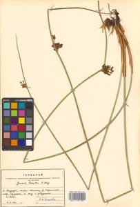 Juncus haenkei E. Mey., Siberia, Russian Far East (S6) (Russia)