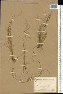 Poa annua L., Eastern Europe, Central forest-and-steppe region (E6) (Russia)
