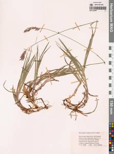 Bromus pumpellianus Scribn., Siberia, Chukotka & Kamchatka (S7) (Russia)